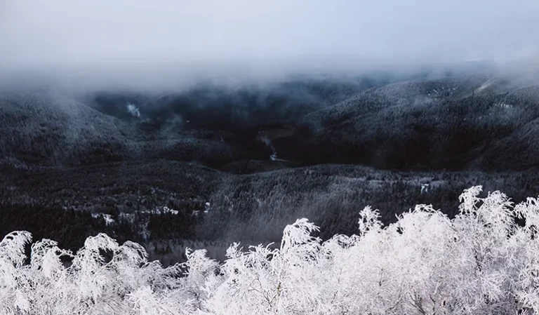 Valentine ZELER copie 768x449