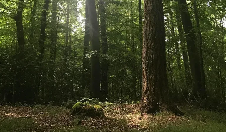 CIE LA VIE GRANDE 768x449