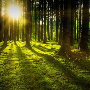 trees-g31e3a4379_1920